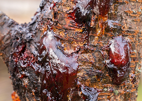 Copaifera Officinalis Resin